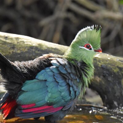 Island Nature Reserve, Port Elizabeth - June 2026 