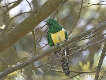 Cuckoo, African Emerald