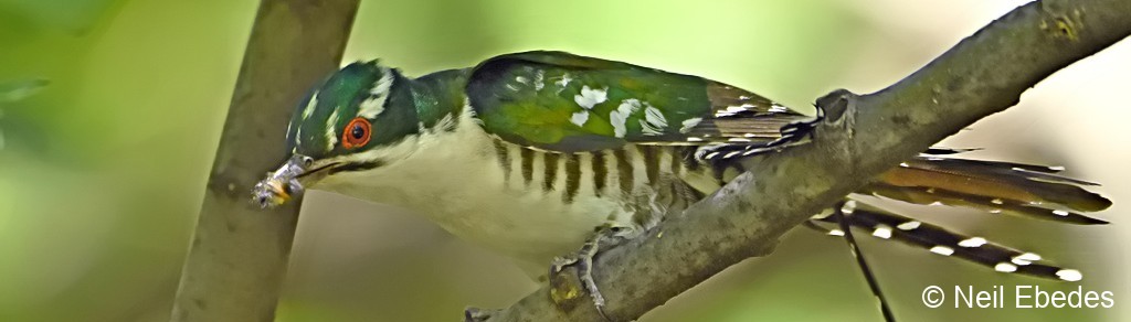 Cuckoo, Diederik