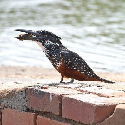 Rietvlei nature reserve, Gauteng - 31 October 2019