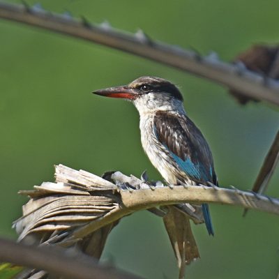 Coutada 11, Sofala, Mozambique - 12 December 2022