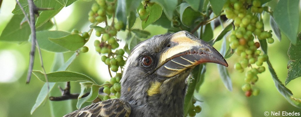 Hornbill, African Grey