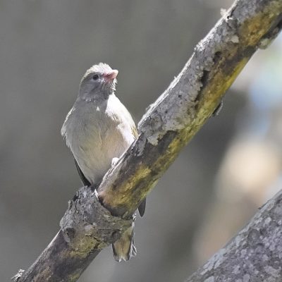 Plettenberg Bay, Western Cape South Africa. This chick had just left a Cardinal Woodpecker's nest which it had just parasisitised. October 2023