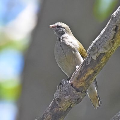 Plettenberg Bay, Western Cape South Africa. This chick had just left a Cardinal Woodpecker's nest which it had just parasisitised. October 2023