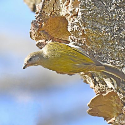 Zwartkop Country Club - Pretoria, August 2018. The female Honeyguide was checking out this Black-collared Barbet's nest just prior to laying her egg.