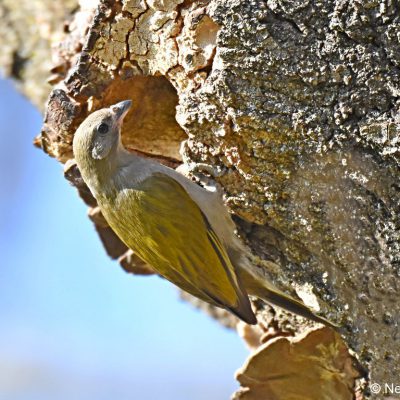 Zwartkop Country Club - Pretoria, August 2018. The female Honeyguide was checking out this Black-collared Barbet's nest just prior to laying her egg.