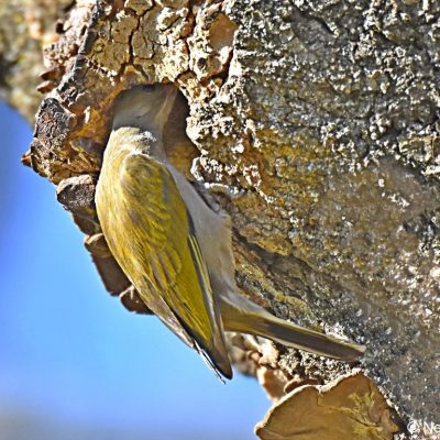 Zwartkop Country Club - Pretoria, August 2018. The female Honeyguide was checking out this Black-collared Barbet's nest just prior to laying her egg.