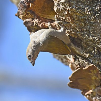 Zwartkop Country Club - Pretoria, August 2018. The female Honeyguide was checking out this Black-collared Barbet's nest just prior to laying her egg.