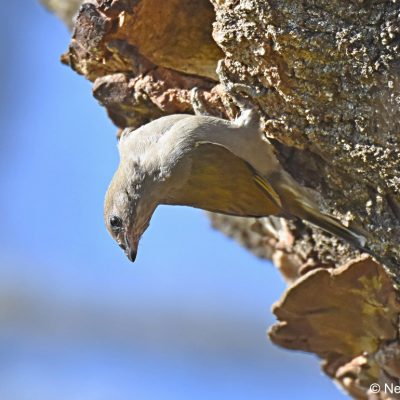 Zwartkop Country Club - Pretoria, August 2018. The female Honeyguide was checking out this Black-collared Barbet's nest just prior to laying her egg.