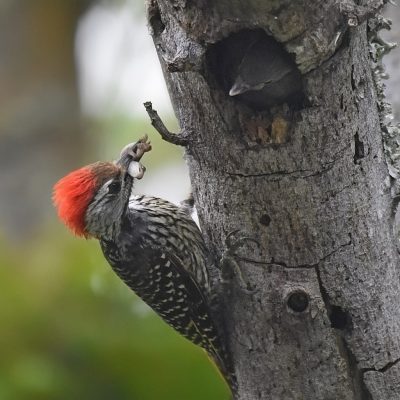 Plettenberg Bay, Western Cape South Africa. This Lesser HoneyGuide chick was parsasatising a Cardinal Woodpecker - October 2023