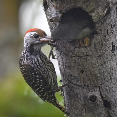 Plettenberg Bay, Western Cape South Africa. This Lesser HoneyGuide chick was parsasatising a Cardinal Woodpecker - October 2023