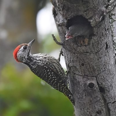 Plettenberg Bay, Western Cape South Africa. This Lesser HoneyGuide chick was parsasatising a Cardinal Woodpecker - October 2023