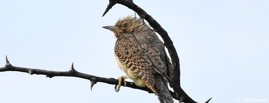 Wryneck, Red-throated