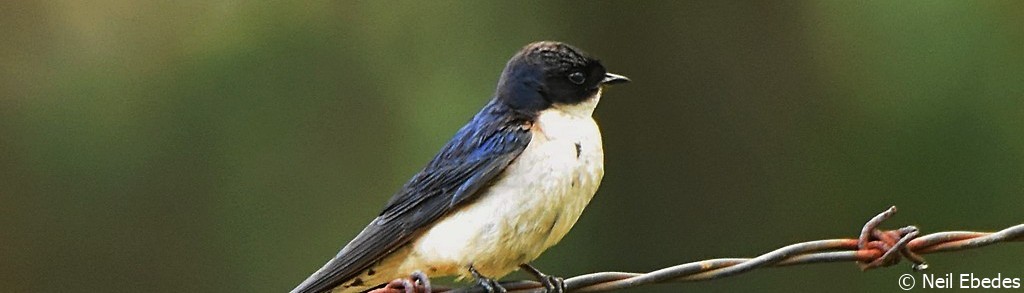Swallow, Pearl-breasted