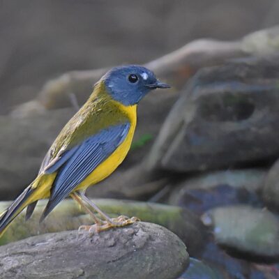Island Nature Reserve, Port Elizabeth - June 2026