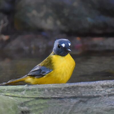 Island Nature Reserve, Port Elizabeth - June 2026