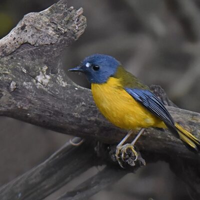 Island Nature Reserve, Port Elizabeth - June 2026