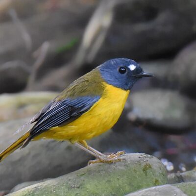 Island Nature Reserve, Port Elizabeth - June 2026