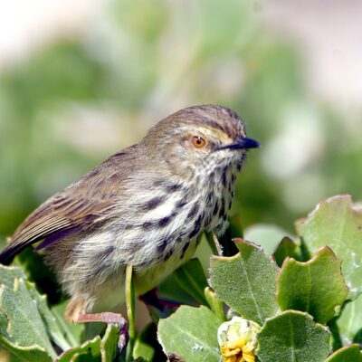 Robberg Nature Reserve, Plettenberg Bay - July 2024