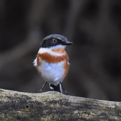 Island Nature Reserve, Port Elizabeth - April 2026