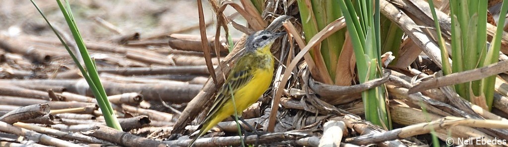 Wagtail, Western Yellow