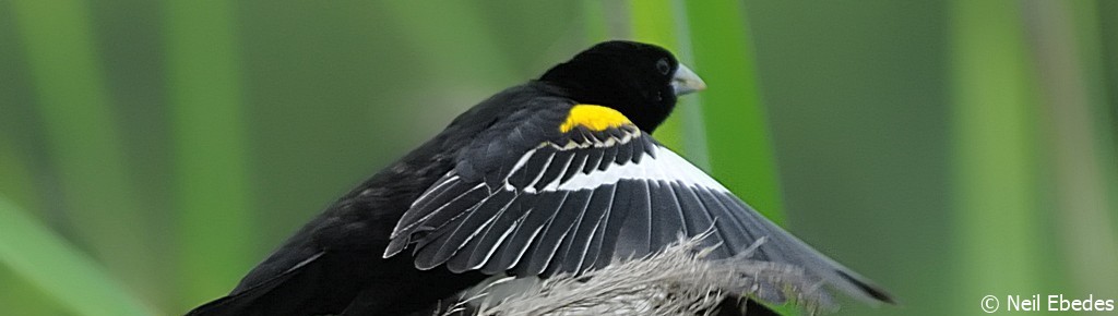 Widowbird, White-winged