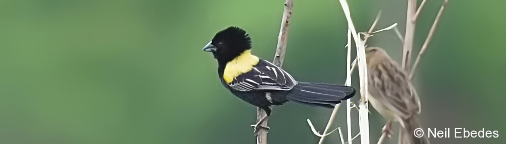 Widowbird, Yellow-mantled