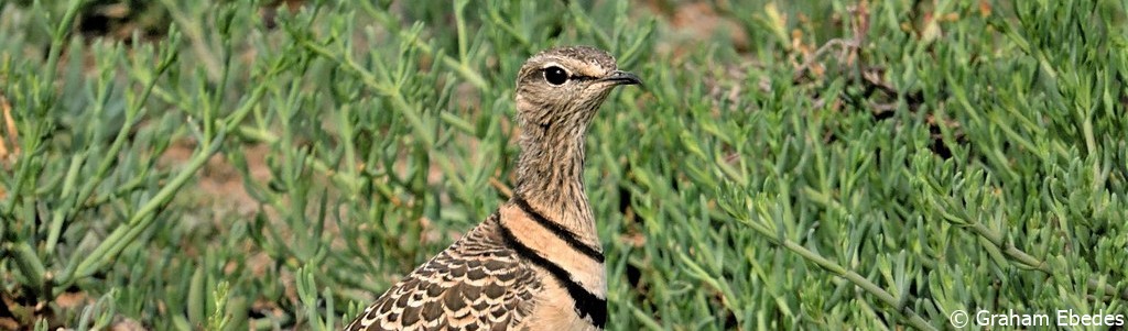 Courser, Double-banded