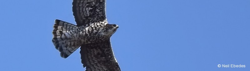 Hawk-eagle Ayres’