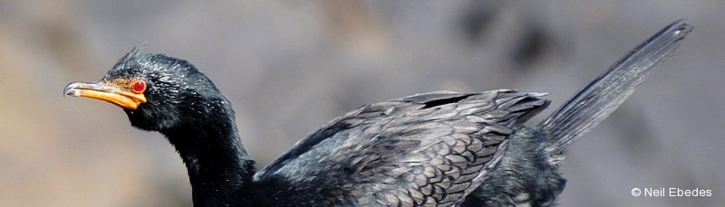 Cormorant, Crowned