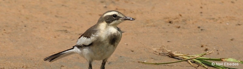 Wagtail, African Pied
