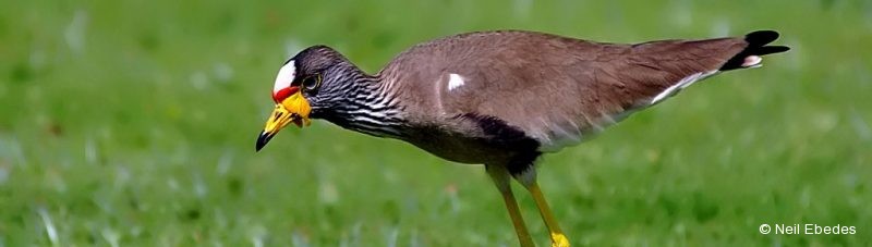 Lapwing, African Wattled
