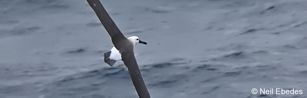 Albatross, Atlantic Yellow-nosed