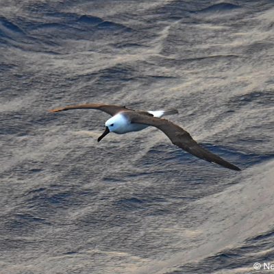 Flock trip to continental shelf April 2017