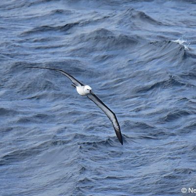 Flock trip to continental shelf April 2017