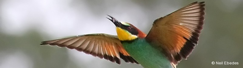 Bee-eater, European