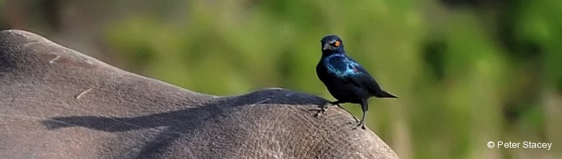 Starling, Cape Glossy