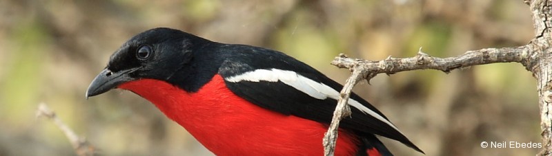 Shrike, Crimson-breasted
