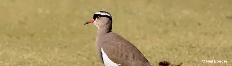 Lapwing, Crowned