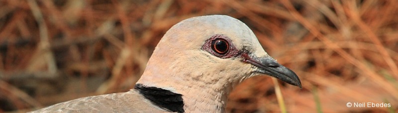 Dove, Red-eyed