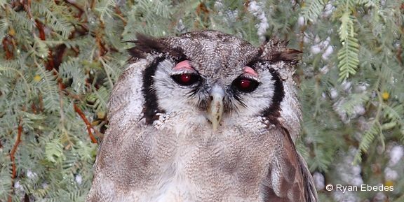 Eagle-owl, Verreaux’s