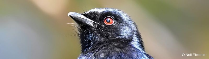 Drongo, Fork-tailed