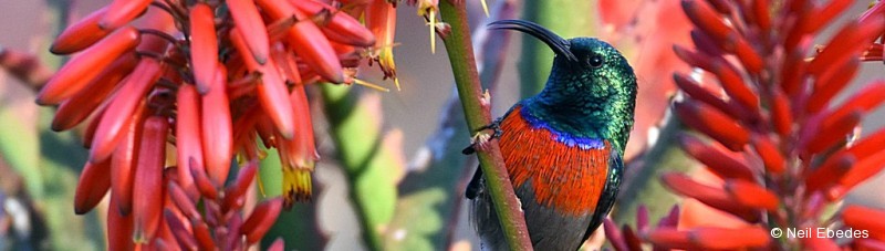 Sunbird, Greater Double-collared