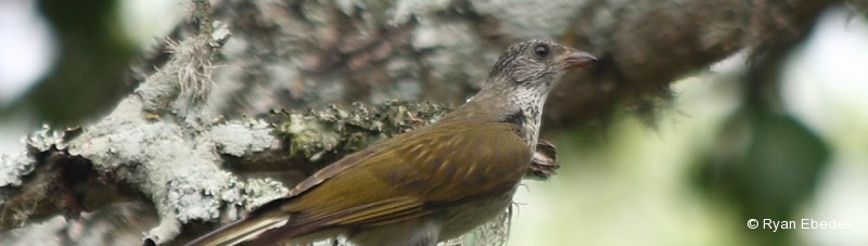 Honeyguide, Scaly-throated