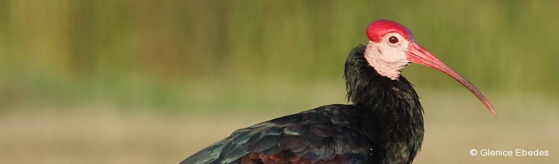 Ibis, Southern Bald