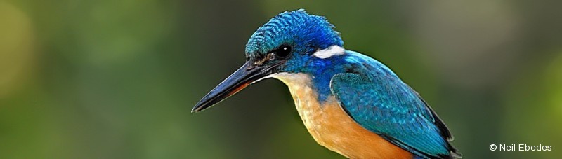 Kingfisher, Half-collared