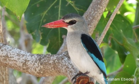 Kingfisher, Mangrove