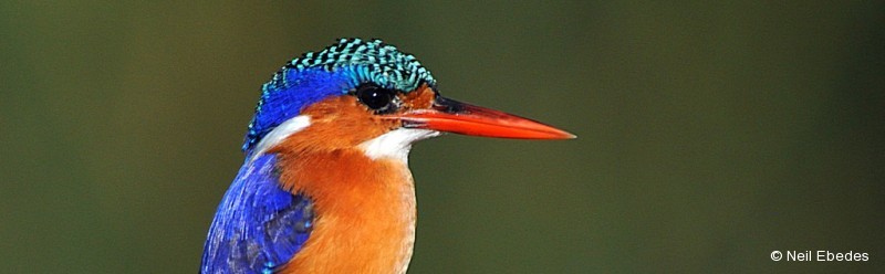 Kingfisher,  Malachite