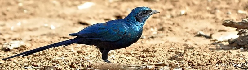 Starling, Meves’s