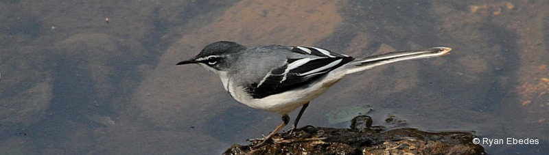 Wagtail, Mountain